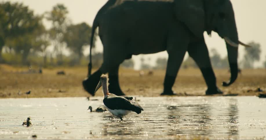 Birds in a lake and in the background an elephant walking in the jungle