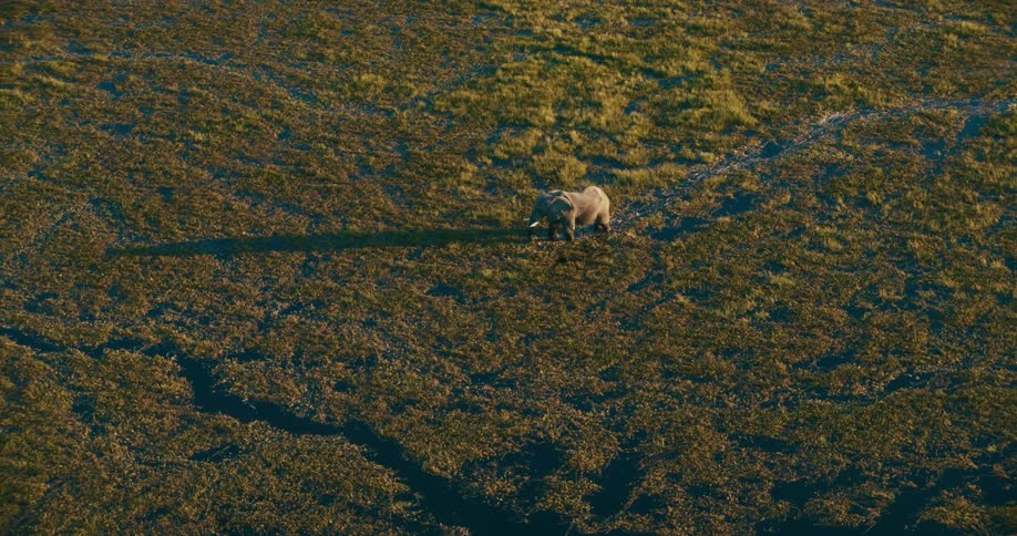 Lone elephant stands in wetland and grazes