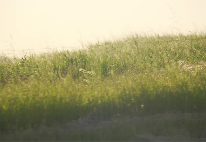 Hill with tall grass moving due to the force of the wind