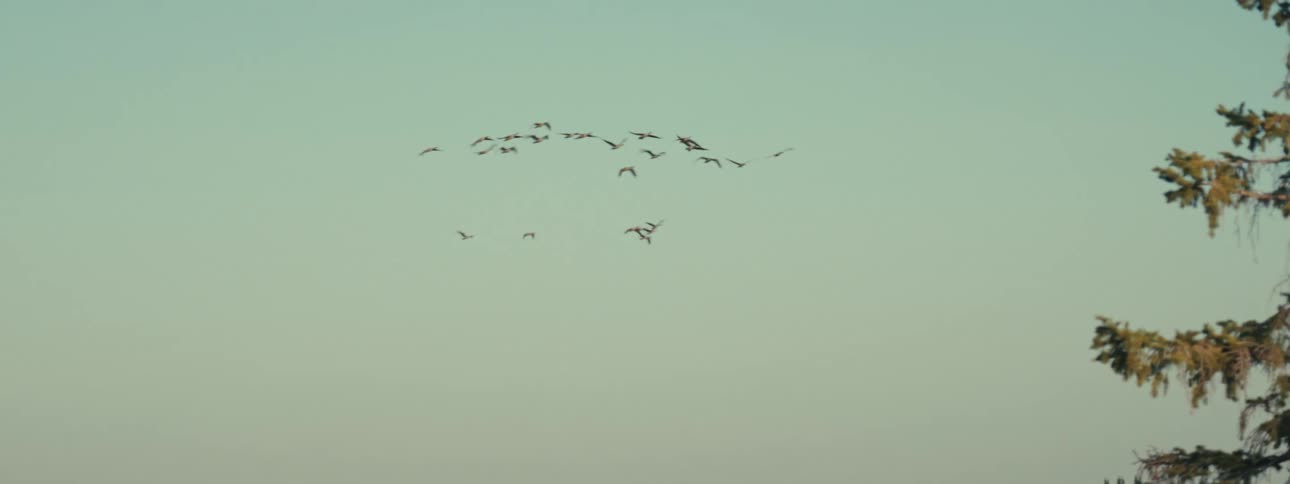 Group of birds flying in a blue sky