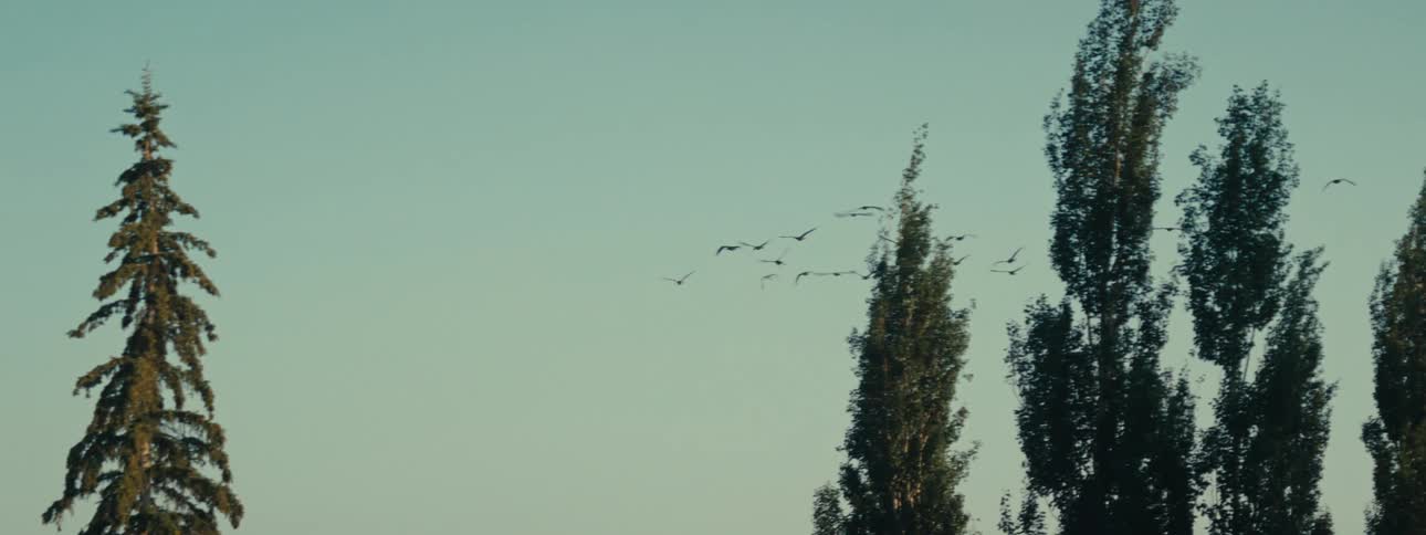 Group of birds flying in a morning sky