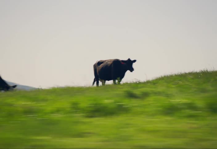 A herd of cows graze peacefully on a lush green hillside