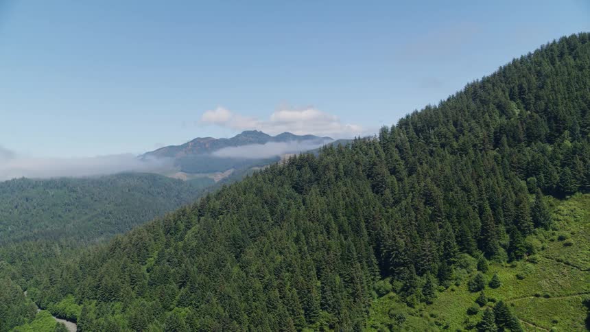 Aerial view of a dense evergreen forest over a steep hillside under a clear blue sky