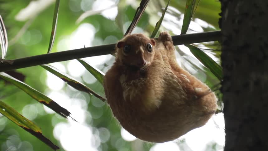Small brown furry animal with large eyes clings to a thin branch against a blurred green background