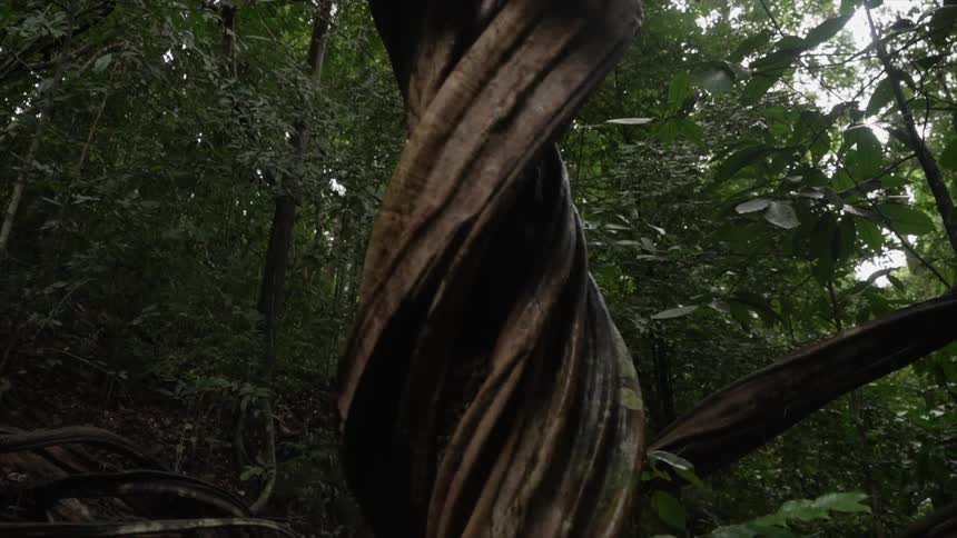 Spiral trunk of a tree in the middle of a tropical forest