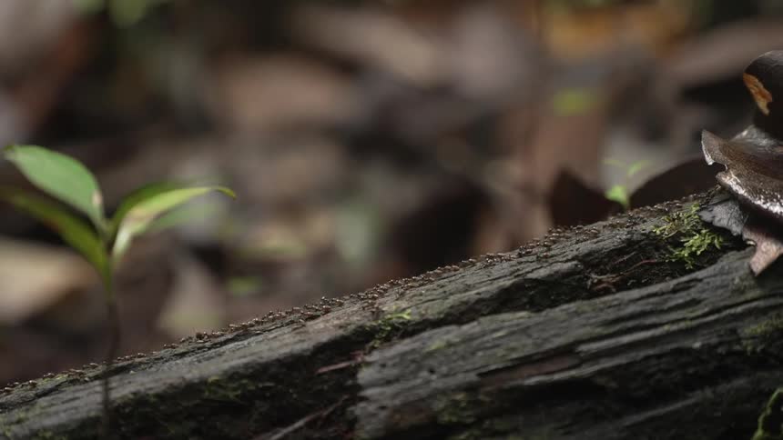 Cluster of ants walking in a straight line over a fallen log in the forest