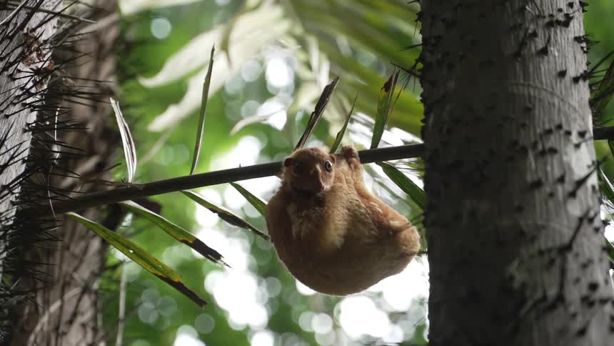 Small animal with creambrown fur holds onto a thin branch in a tropical environment