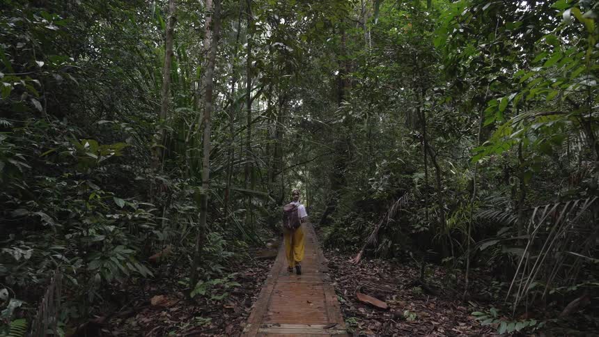 Person walking along a trail in a tropical forest