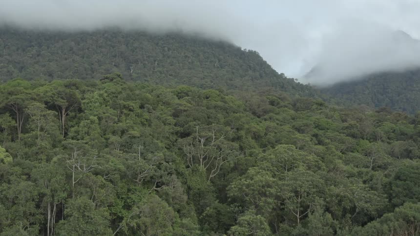 Aerial view of a dense forest with a variety of green trees covering a hilly terrain