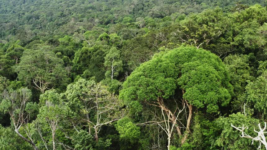 Aerial view of a dense greenish forest