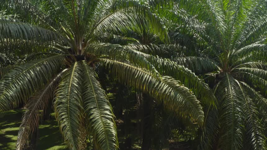 Panorama of a tropical forest full of palm trees