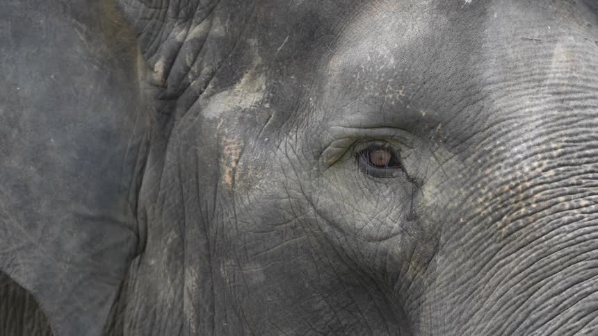 Close up of a gray elephants face