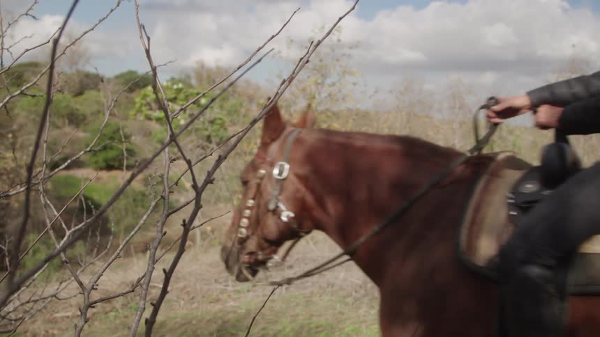 Woman riding a horse in an environment surrounded by vegetation
