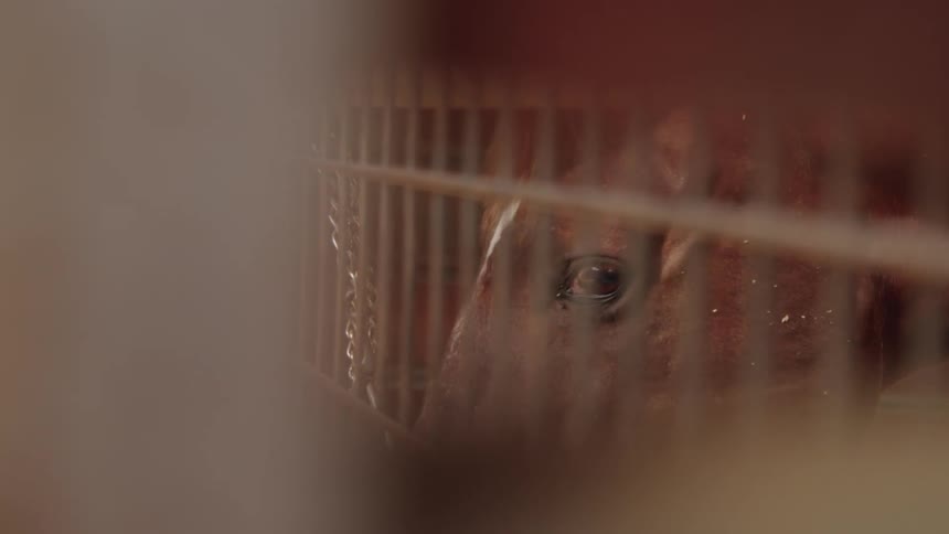 A horse moves around in the stable
