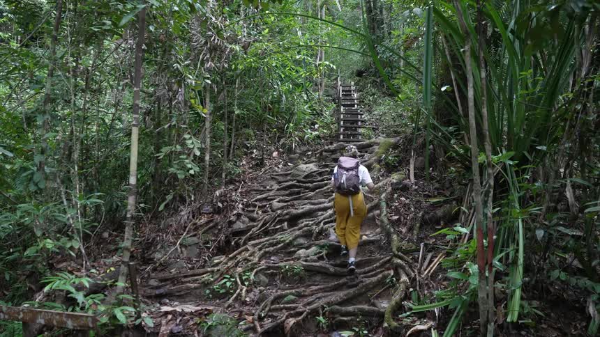 A woman with a backpack is hiking up a rugged rootcovered trail in a dense green forest heading toward a steep set of stairs
