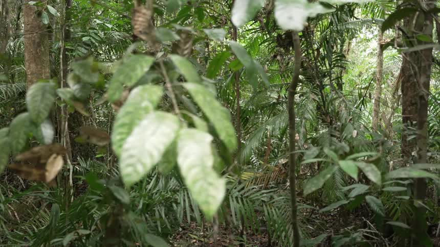 Rainforest daytime view