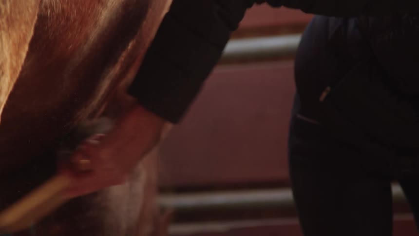A hand brushing the belly of a horse