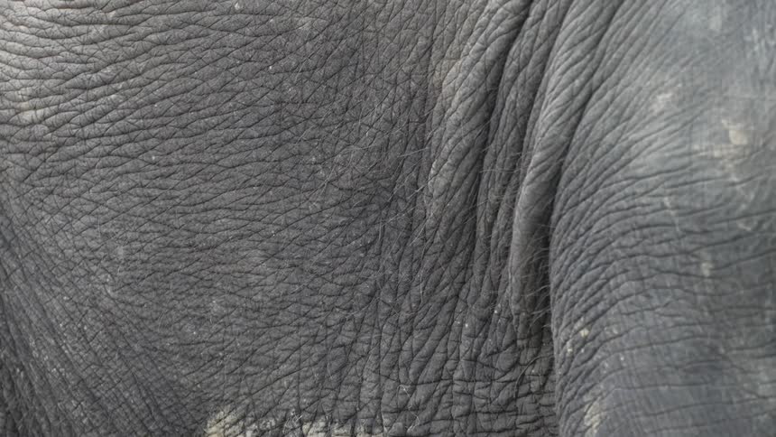 A close up view of an elephants thick wrinkled grey skin reveals intricate patterns and sparse hairs