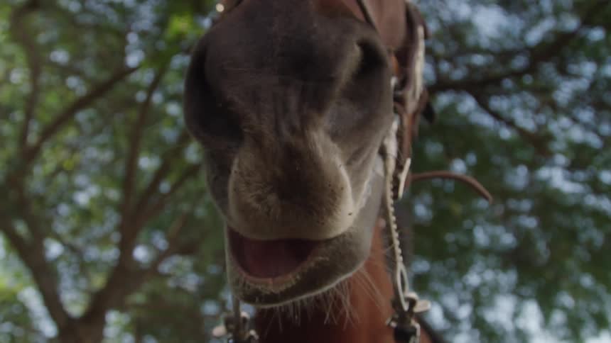 Closeup view of a horses muzzle against a backdrop of trees and sky