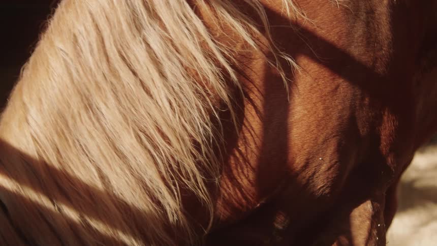 Closeup of the side of a brown horse with sun reflection