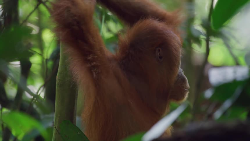 Orangutan walking through foliage in the forest