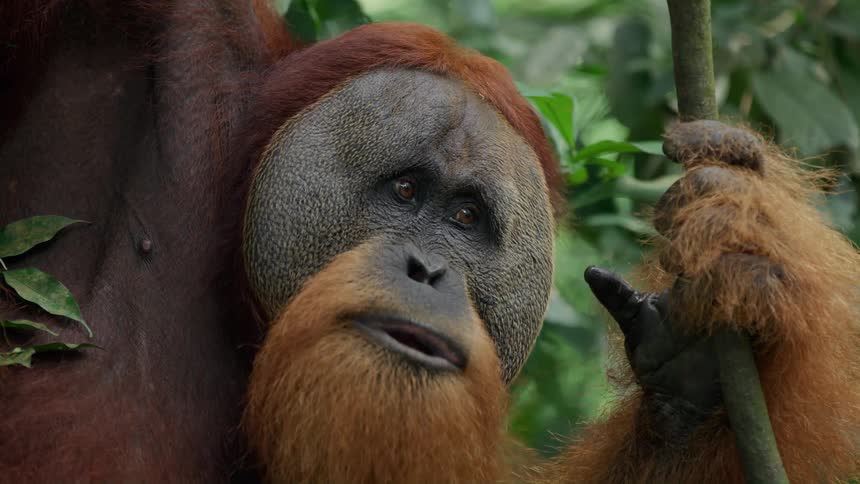 Close up of an orangutan chewing while leaning on logs in the forest