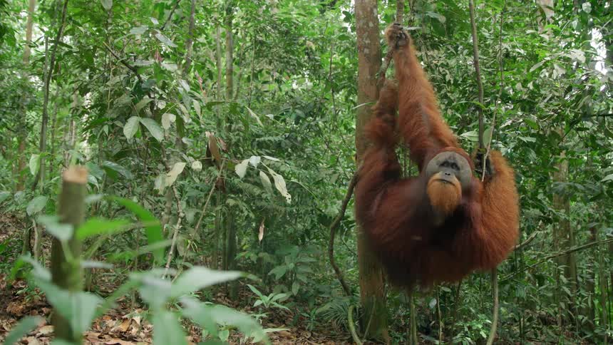 Orangutan leaning on the branches of a tree in the forest and chewing