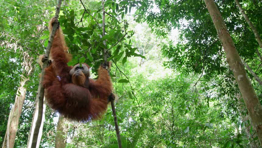 An orangutan hangs from the branches of a tall tree in a forest