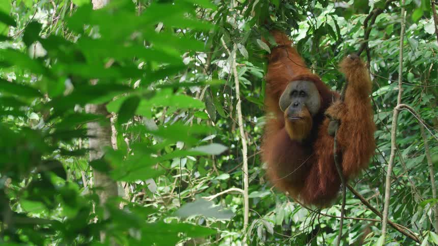 Orangutan holding onto branches in a forest during the day