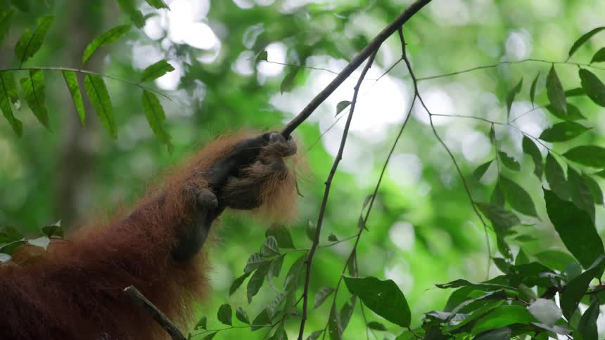 An orangutans arm resting on a tree branch in the forest