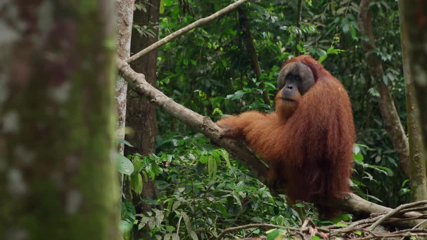 An orangutan sits on a branch in a lush green jungle