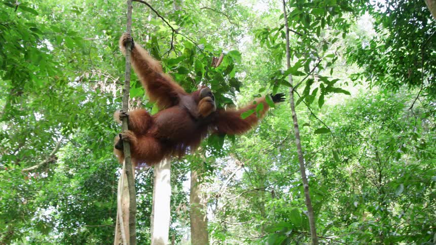 An ape hanging from a tree swinging to another one