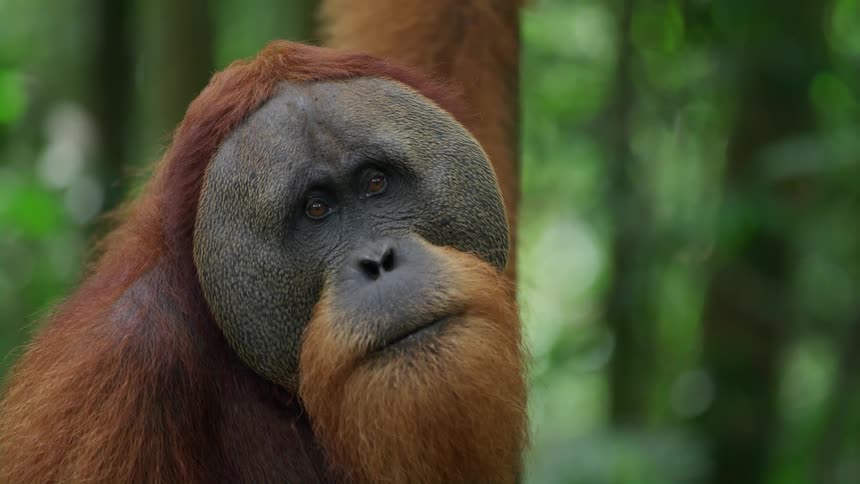 Face of an orangutan in a forest