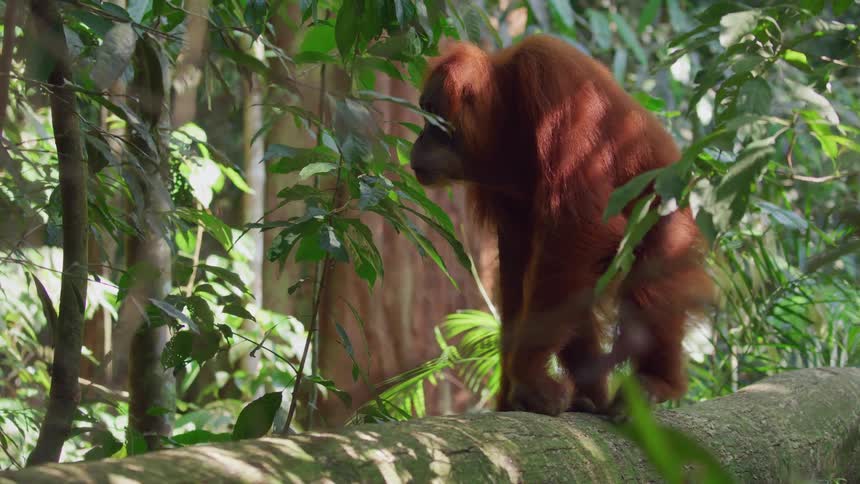 An orangutan walks on a thick tree trunk in a lush jungle