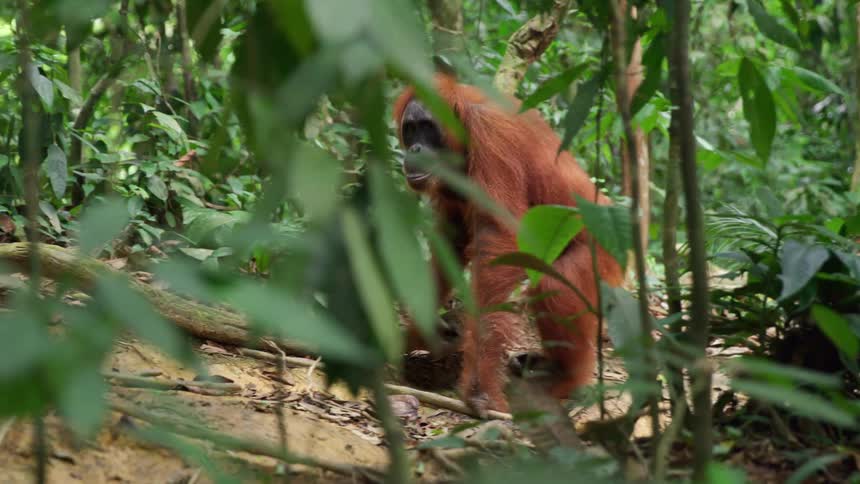 A large reddish orange orangutan walks through a dense green jungle partially obscured by foliage