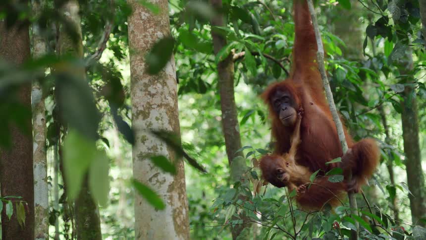 Adult orangutan with her baby holding on to a tree branch in the forest