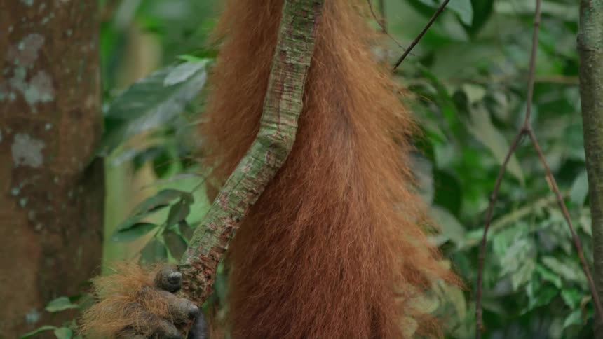 Orangutan with hands stuck in a vine in a forest