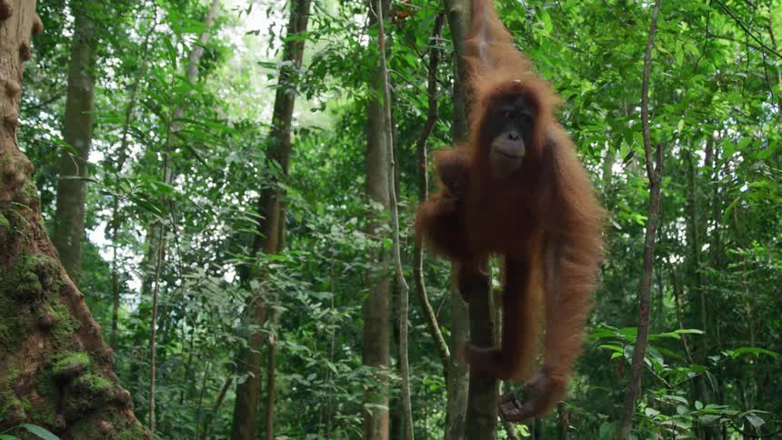 Orangutan supporting itself with arms and legs on a tree branch in the forest