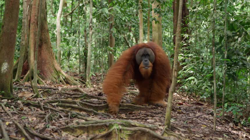 Orangutan walking through the jungle in a forest