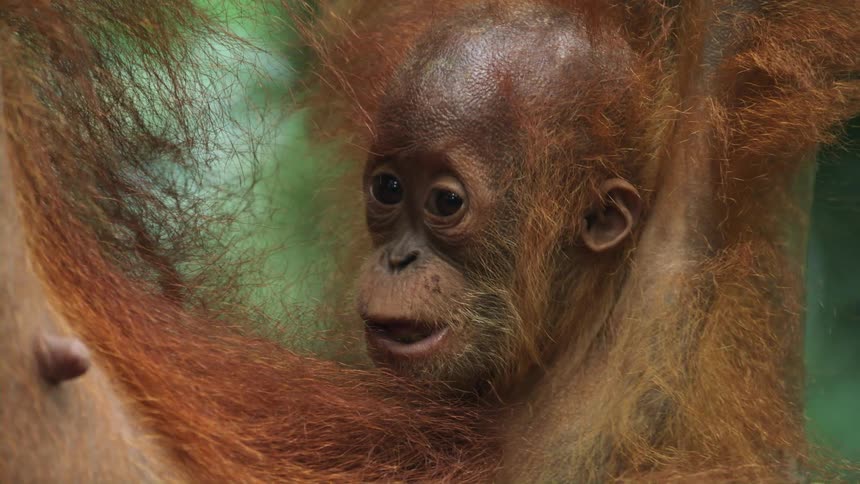 A monkey is holding their baby