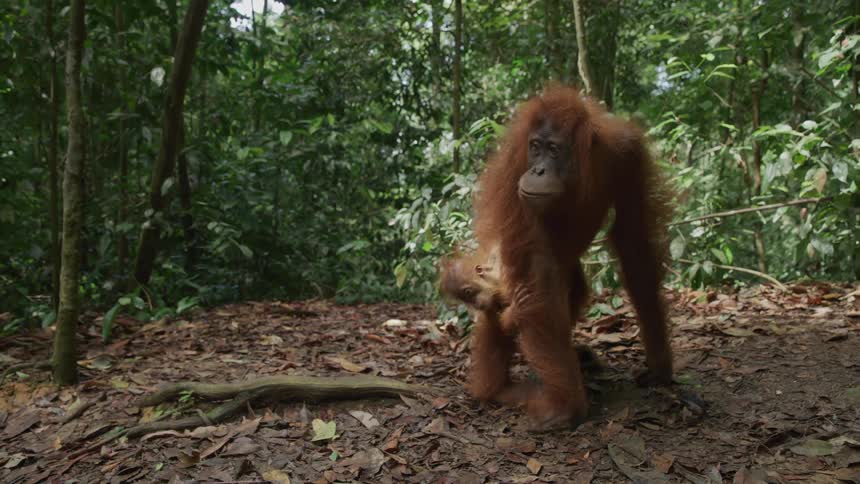 A baby monkey holds on to its mother as she slowly moves through a jungle