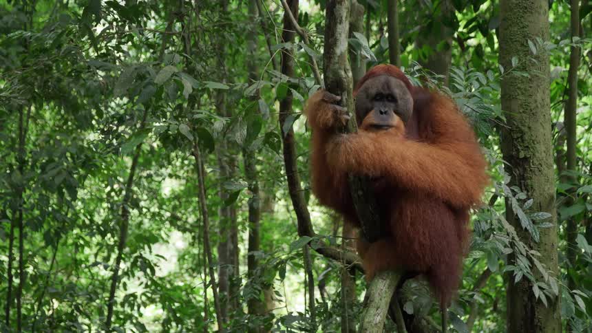 An orangehaired orangutan on top of a tree and he is eating