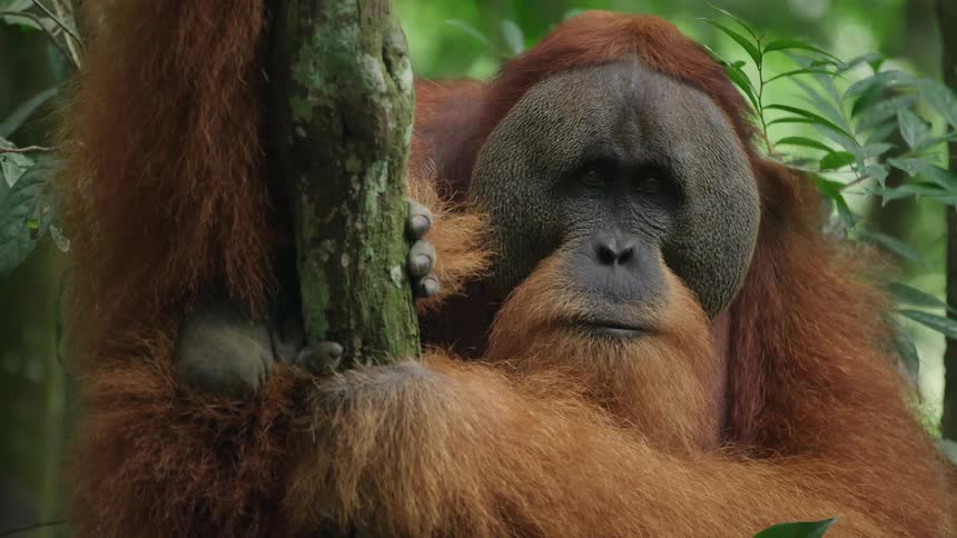 The orangutan is hanging from the tree
