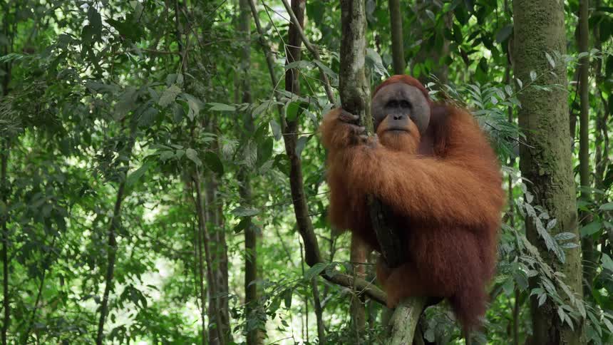 Orangutan leaning on branches in a forest