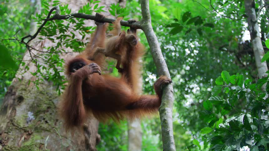 Baby orangutan next to its mother leaning on a log in the forest