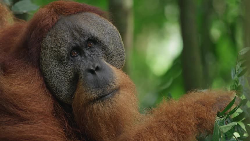 Orangutan with a thoughtful expression resting amidst green foliage