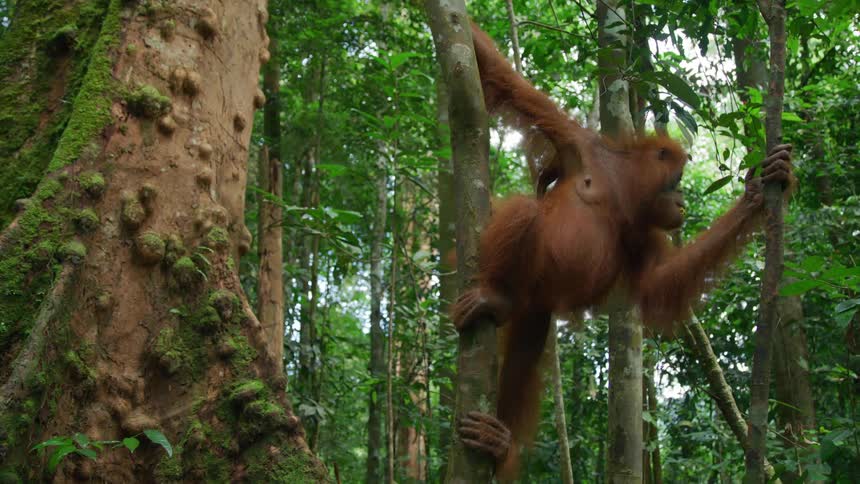 Orangutan leaning on trees and trunks in a forest