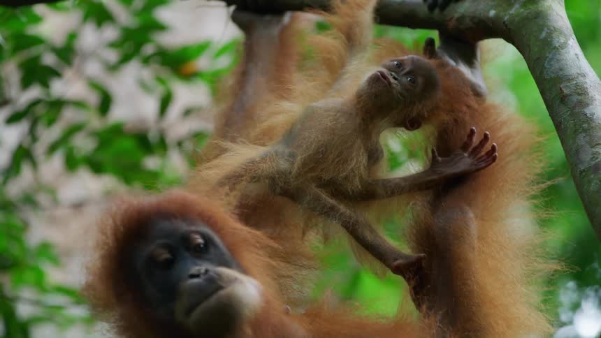 An orangutan mother holds her baby close both hanging upside down from a tree branch in a lush jungle
