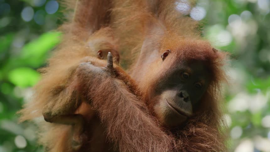 Orangutan leaning on a branch in the forest and picking up her baby and supporting it on her shoulders