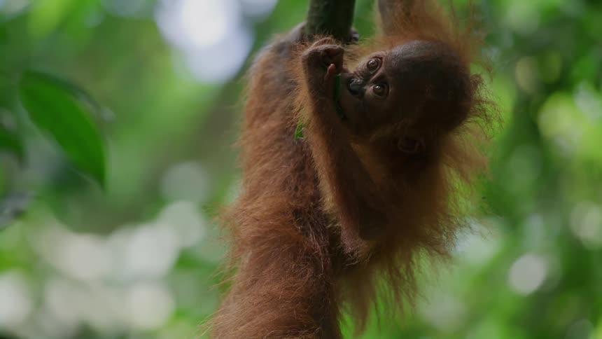 Baby orangutan eating a leaf in the forest